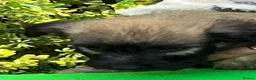 Skye Terrier dogs for sale: Exceptional Skye Terrier Puppies. Rare breed.  - Advert 4