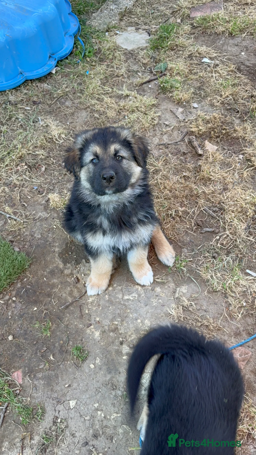 German Shepherd dogs for sale: Mr j shilling - Advert 2