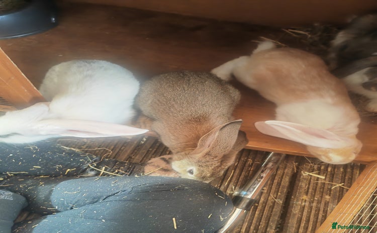 French Lop rabbits - Advert 1