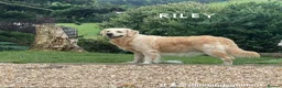 Golden Retriever dogs for sale: Stunning Dual Purpose RKC Golden Retriever Litter - Advert 6