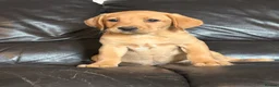 Labrador Retriever dogs for sale: Fox Red labrador Puppies For Sale in Bala - Advert 10