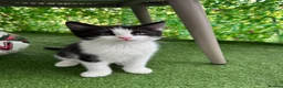 Mixed Breed cats for sale: Beautiful Ragdoll x Calico Kitten - Advert 3