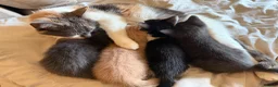 Turkish Angora cats for sale: Turkish Angora X  in Malvern - Advert 1