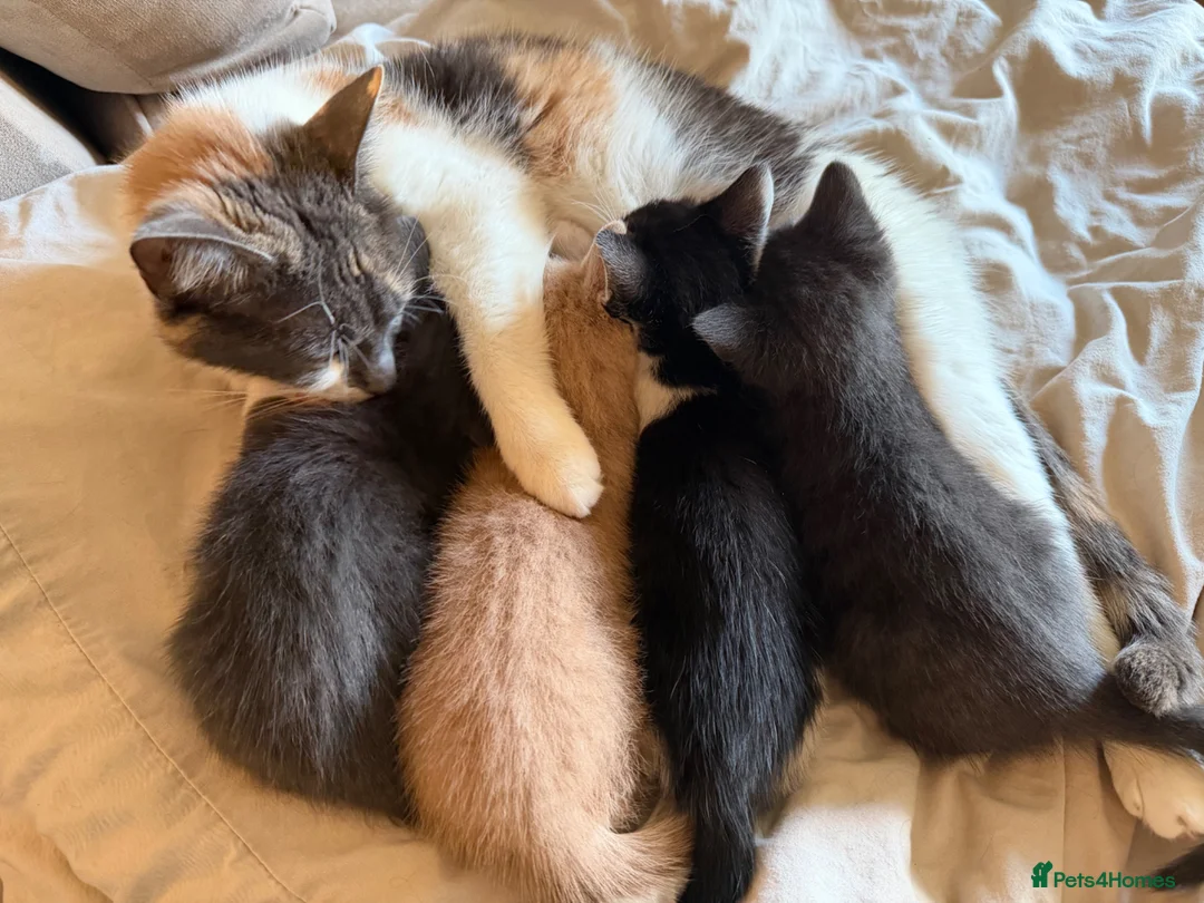 Turkish Angora cats for sale: Turkish Angora X  in Malvern - Advert 1