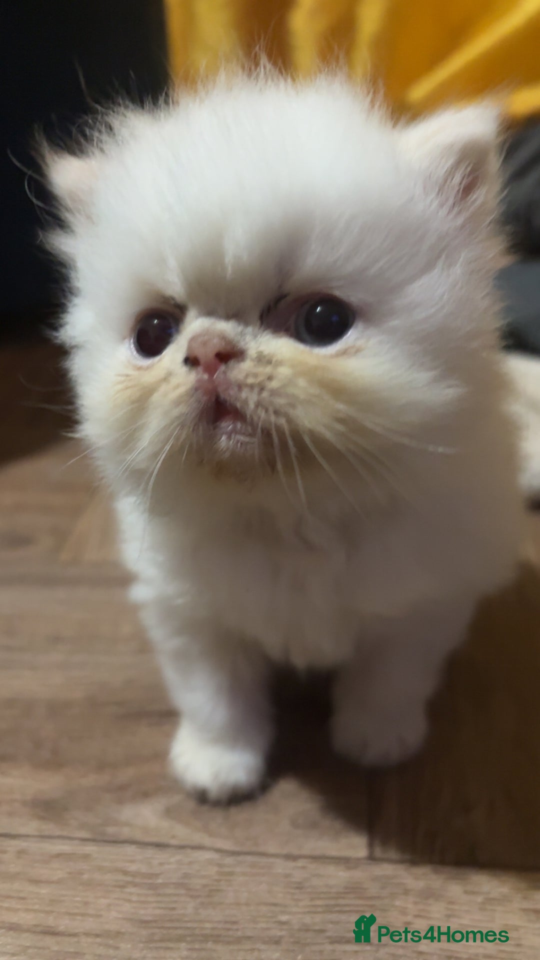 Persian cats for sale: 2 stunning flame pointed Boys - Image 1