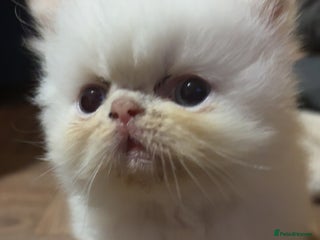 Persian cats for sale - Advert 1