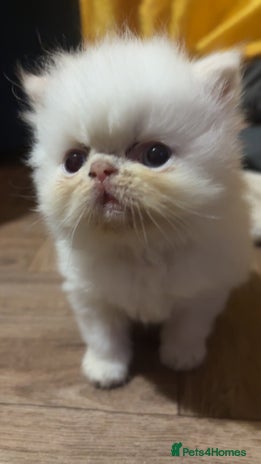 Persian cats - Advert 2