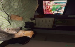 Mixed Breed cats for sale: Only gingers left!  - Image 7