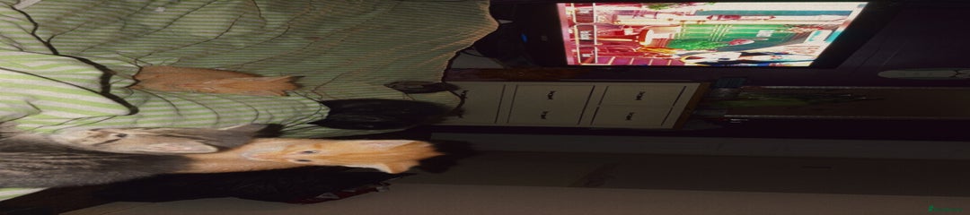 Mixed Breed Kitten 1