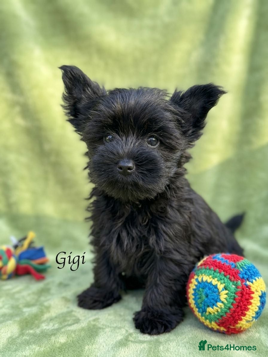 Yorkshire Terrier dogs Rare Chocolate-Gene Yorkshire Terrier Girls–Ready  - Advert 1