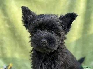Yorkshire Terrier dogs Rare Chocolate-Gene Yorkshire Terrier Girls–Ready - Advert 1