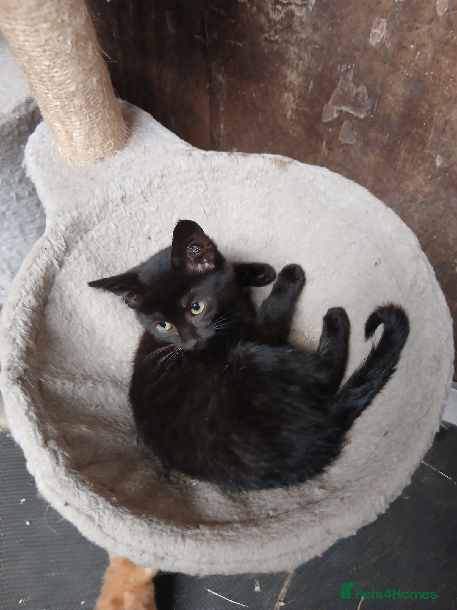 Mixed Breed cats Beautiful black mixed breed kittens  - Advert 1