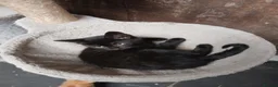 Mixed Breed cats for sale: Beautiful black mixed breed kittens  - Advert 1
