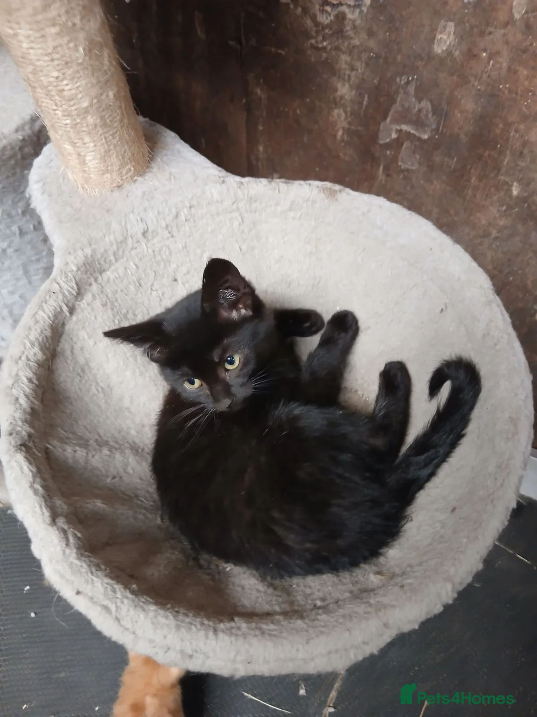 Mixed Breed cats for sale: Beautiful black mixed breed kittens  - Advert 1