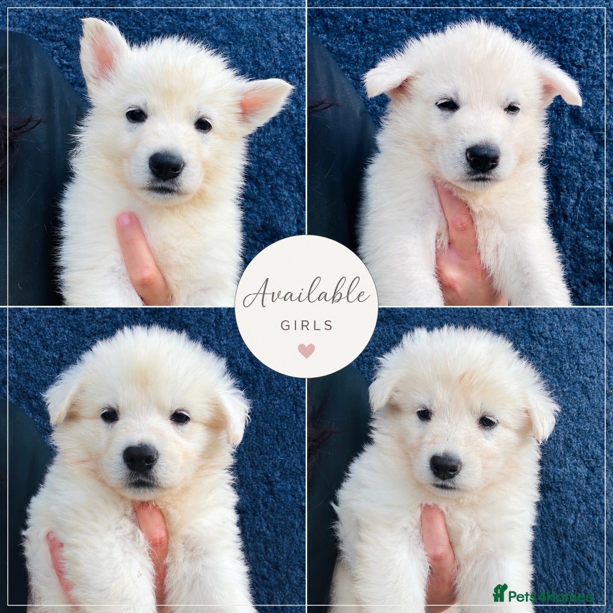 White Swiss Shepherd dogs 🏆KC White Swiss Shepherd pups Champion Bloodlines - Advert 1