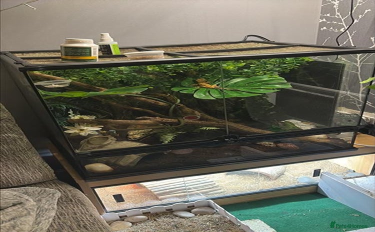 Gecko reptiles - Advert 1
