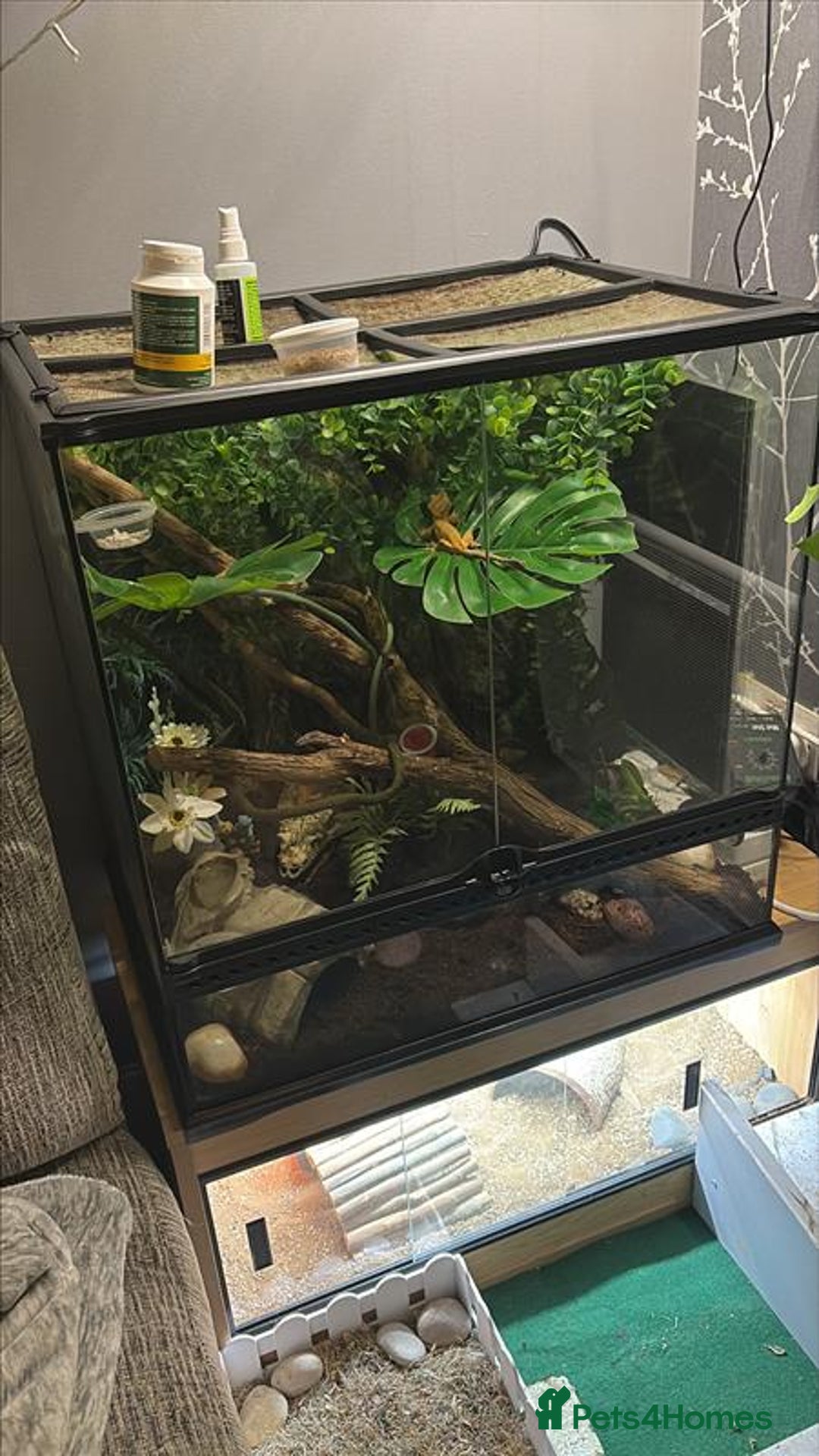 Gecko reptiles for sale: X 2  3y old Crested Geckos + Full Setup: Watford - Image 1