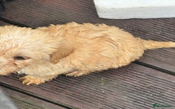 Mixed Breed dogs for sale: Lucus terrier cross toy poodle puppies - Advert 17