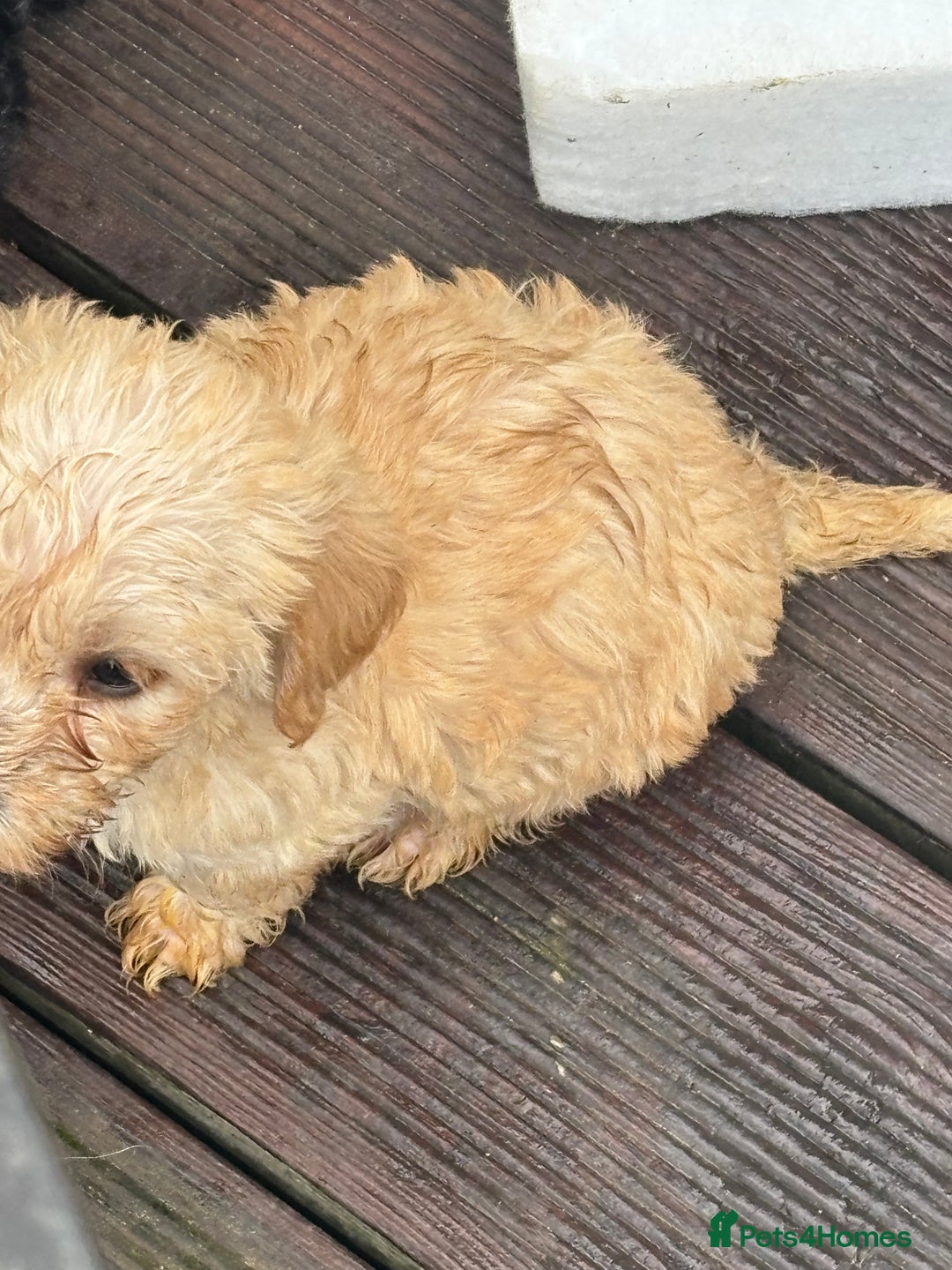 Mixed Breed dogs for sale: Lucus terrier cross toy poodle puppies - Advert 17