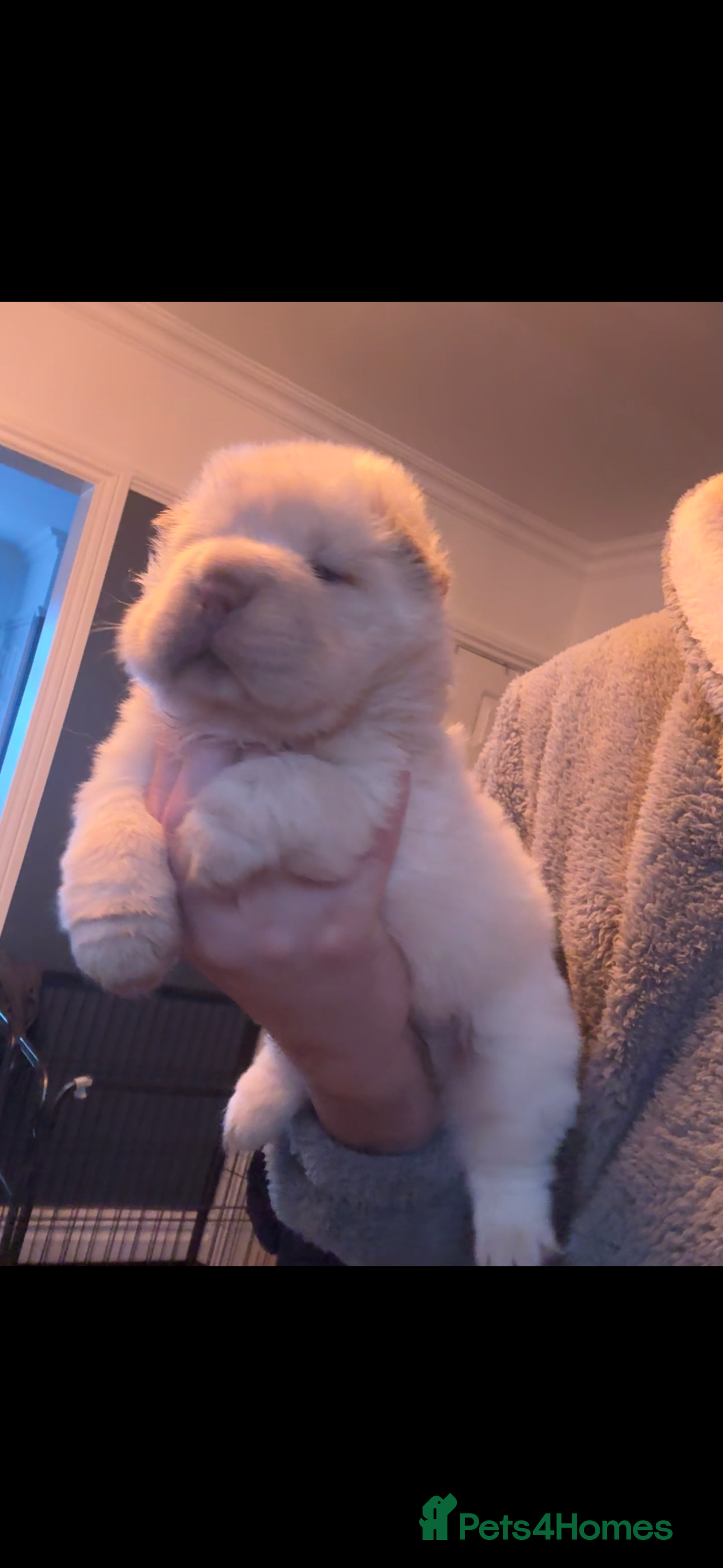 Shar Pei dogs Last bears boys left ready to leave now 🐻 🐻 - Advert 10