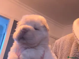 Shar Pei dogs Last bears boys left ready to leave now 🐻 🐻 - Advert 10