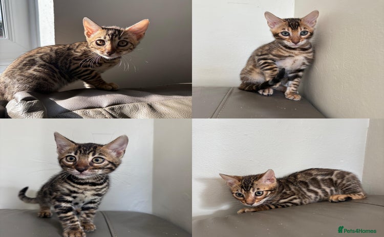 Bengal cats - Advert 5
