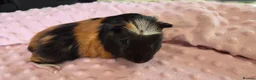 Guinea Pig rodents for sale: Beautiful female guinea pigs - Advert 3