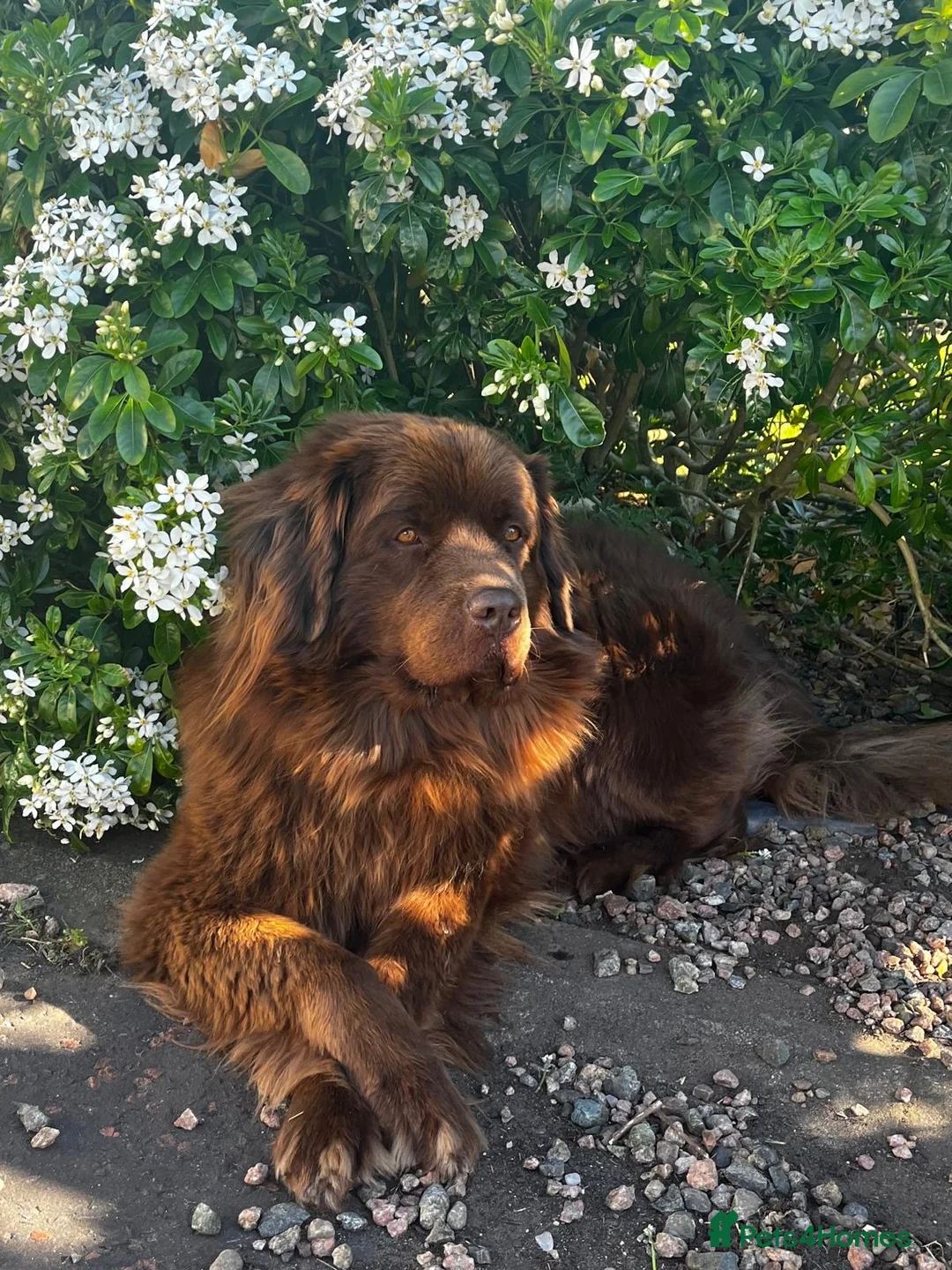 Newfoundland dogs for sale: KC Registered Newfoundland Puppies - Advert 1