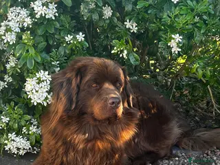 Newfoundland dogs KC Registered Newfoundland Puppies in Ballyclare - Advert 12