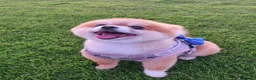 Pomeranian dogs for sale: Posh pudding pomeranians 🐾 🐾 🐾 🐾  - Advert 6