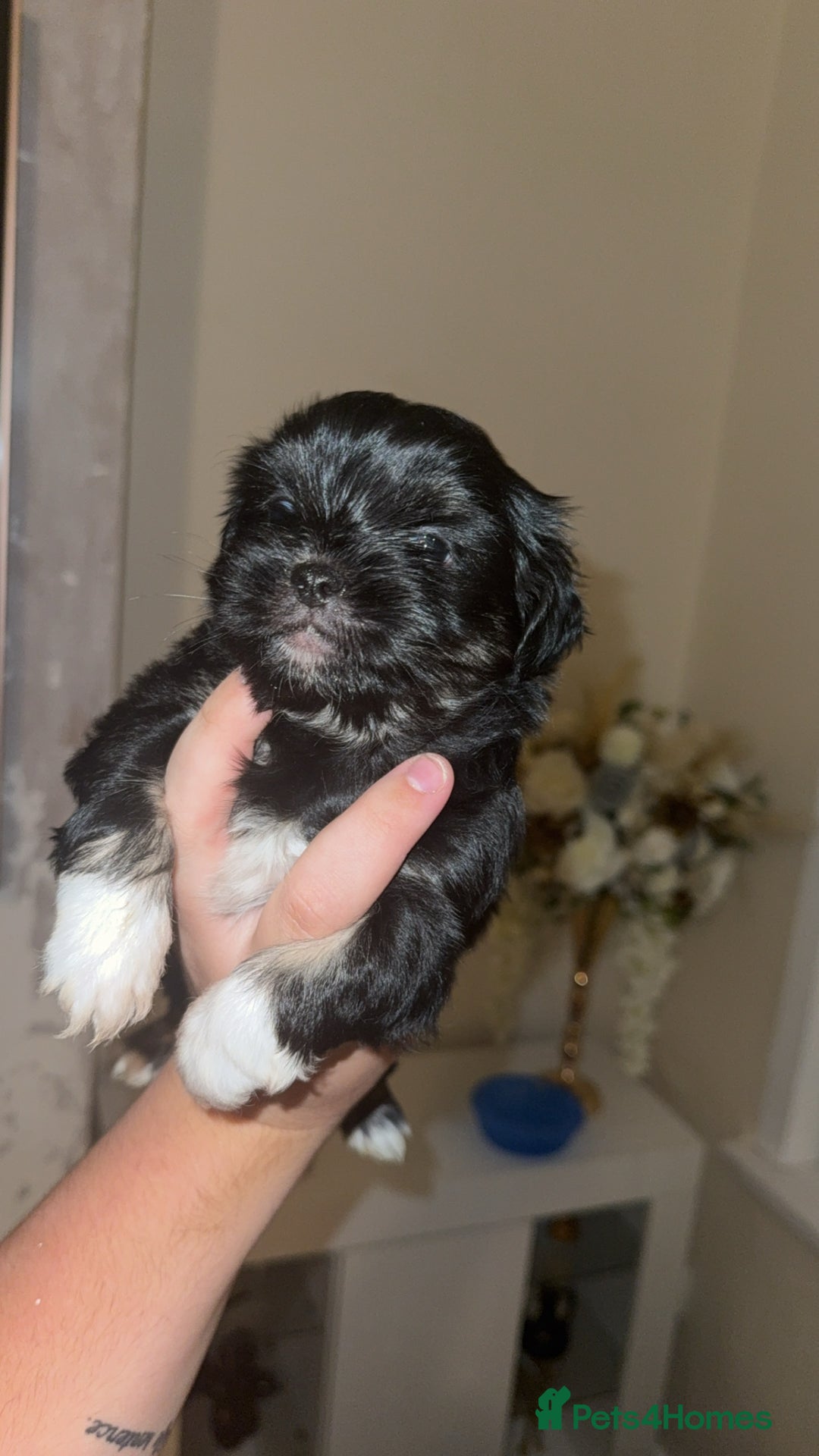 Shih Tzu dogs for sale: Last puppy!! - Image 9