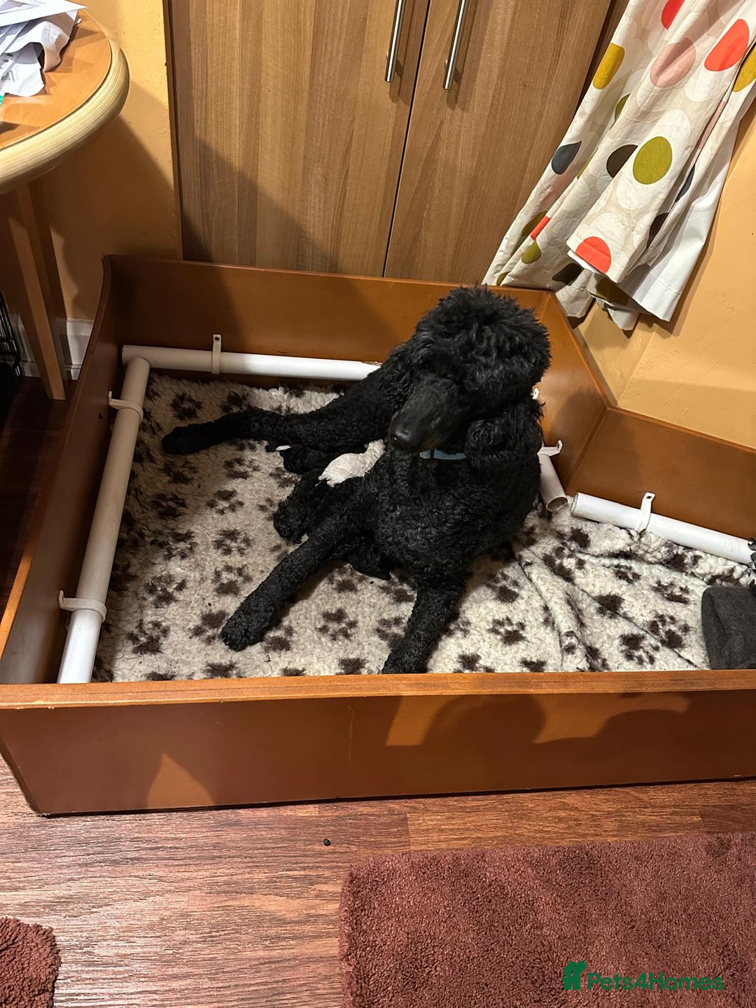 Standard Poodle dogs for sale: Seven Wonders of Standard Poodle Puppies - Advert 3