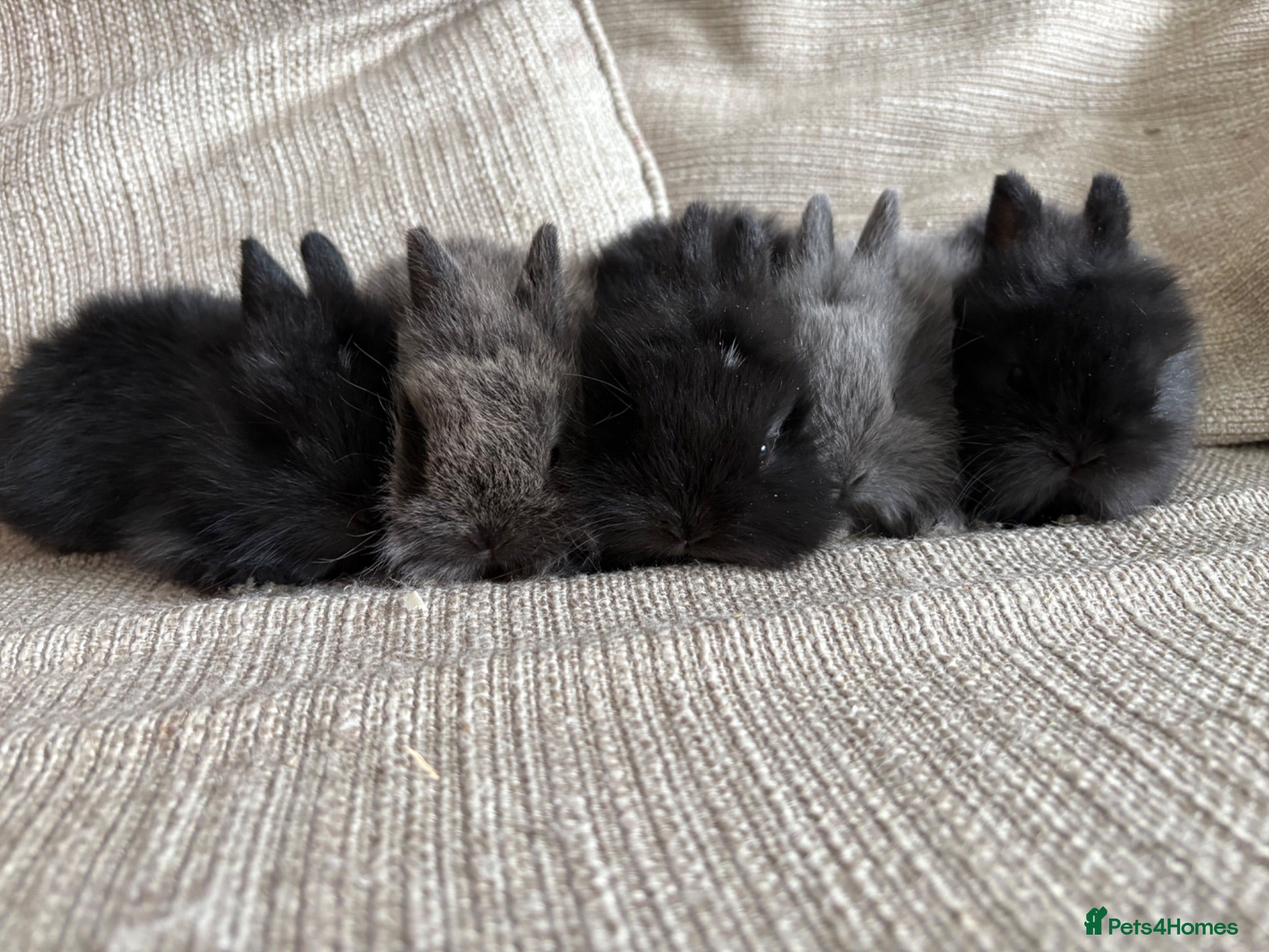Lionhead rabbits Lion head babies  - Advert 1