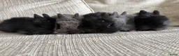 Lionhead rabbits for sale: Lion head babies  - Advert 1