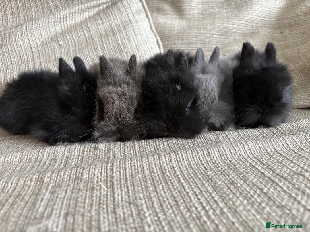 Lionhead rabbits for sale: Lion head babies  - Advert 1