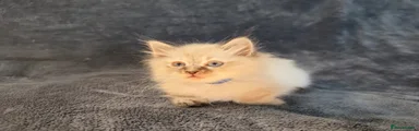 Siberian 1