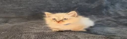 Siberian cats for sale: Siberian babies looking for their fureva homes - Advert 8