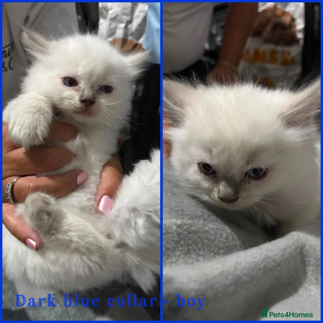 Ragdoll cats for sale: 💙 Ragdoll kittens – all boys 💙 in Leicester - Advert 4