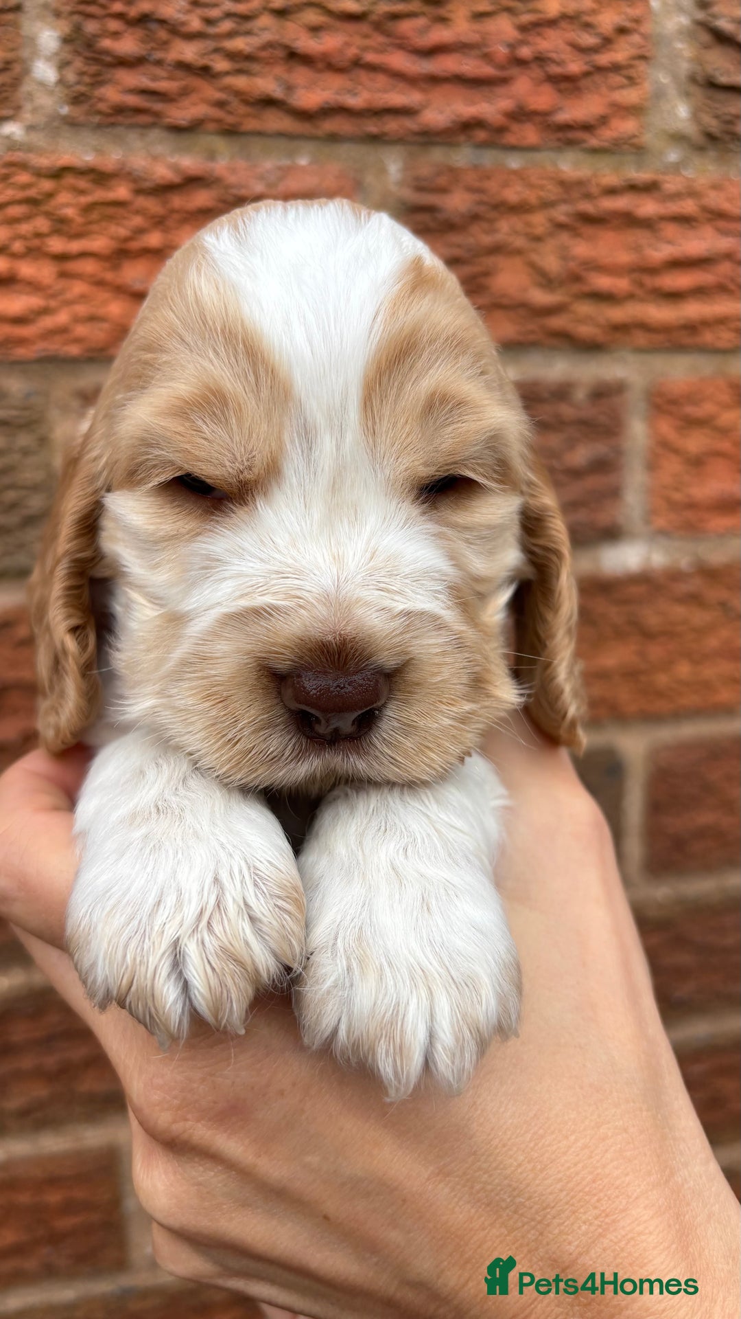 Cocker Spaniel dogs for sale: KC Reg Show Cocker Rizi Bizi bloodline Puppies - Image 2