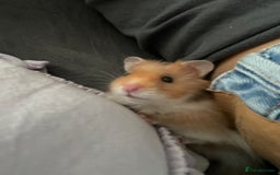 Hamster rodents for sale: *RESERVED* Baby boy Hamster 7 weeks old  - Image 10