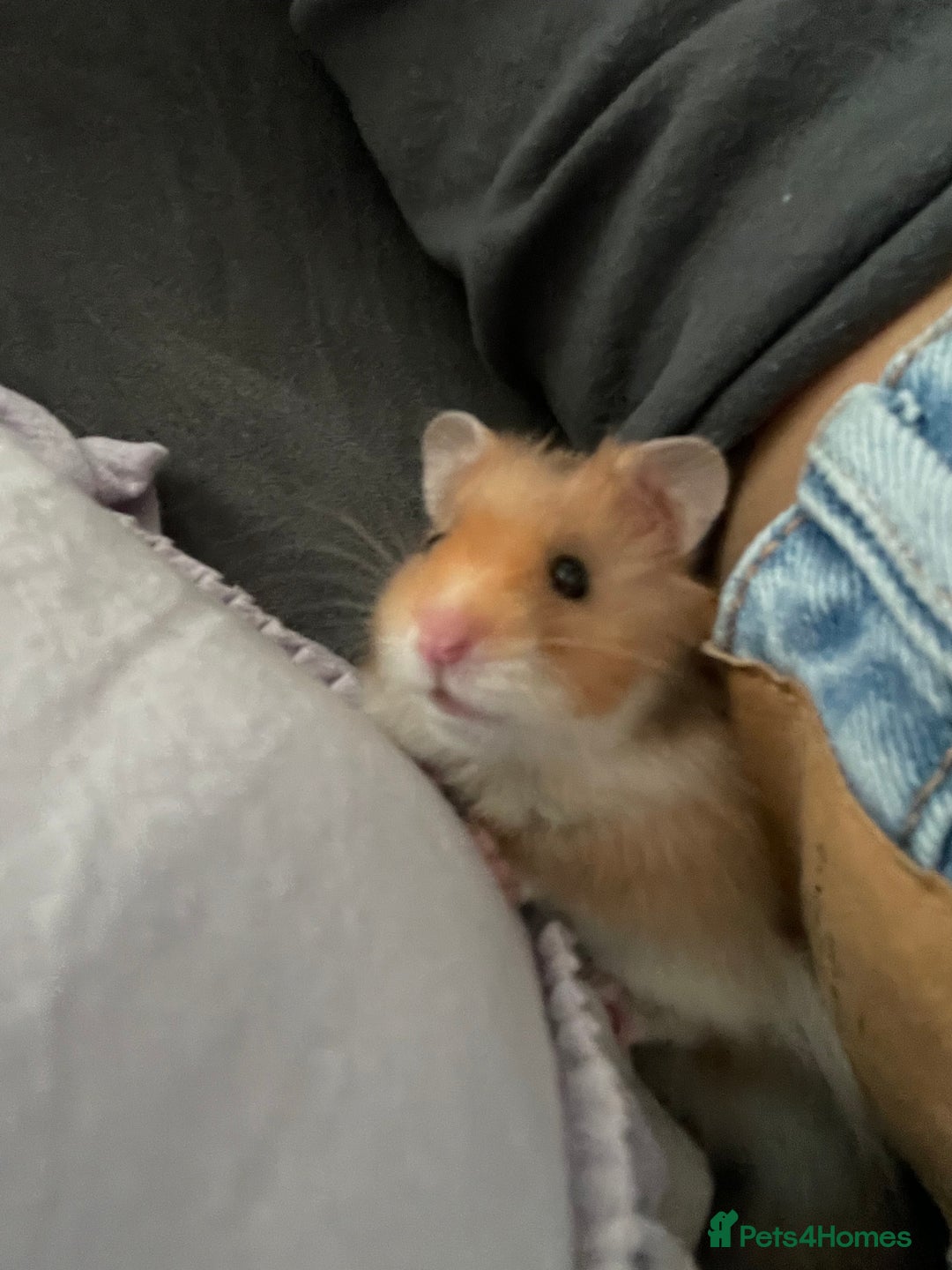 Hamster rodents for sale: *RESERVED* Baby boy Hamster 7 weeks old  - Image 10