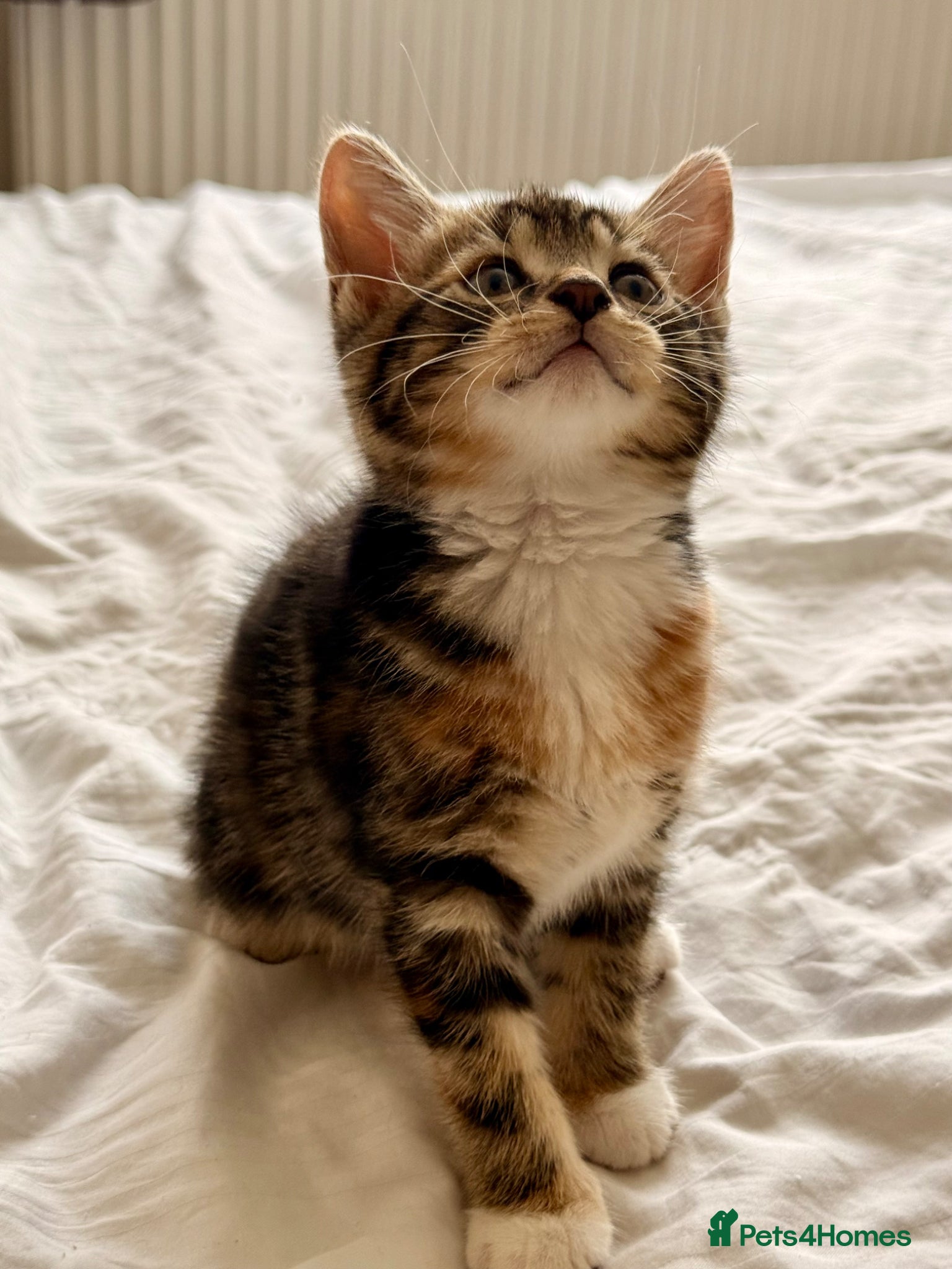 Mixed Breed cats Loving Kittens Looking for Their Forever Homes - Advert 2