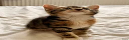 Mixed Breed cats for sale: Loving Kittens Looking for Their Forever Homes - Advert 2