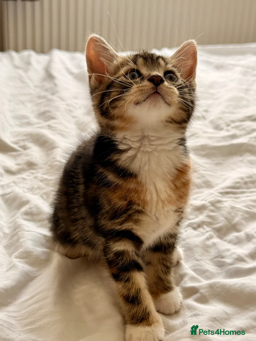 Mixed Breed cats for sale: Loving Kittens Looking for Their Forever Homes - Advert 2