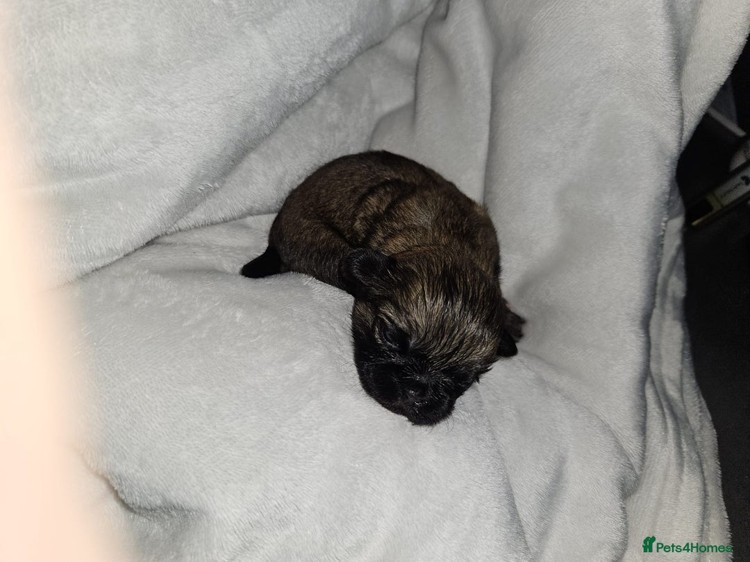 Shih Tzu dogs for sale: Shih tzu puppies  - Advert 8