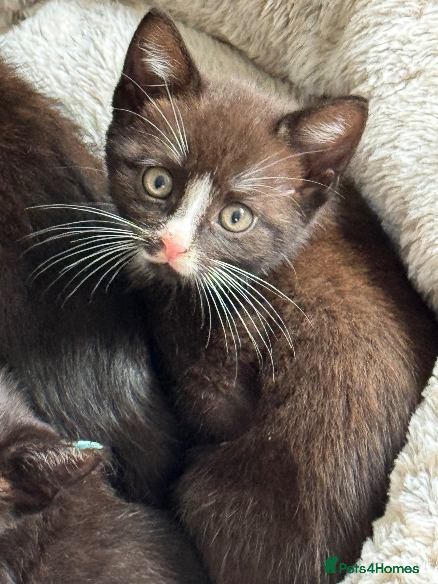 Mixed Breed cats Female kittens  - Advert 13