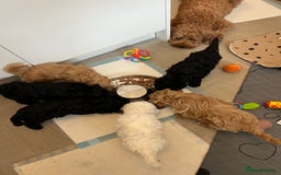 Cavapoo dogs for sale: LAST GIRL LOOKING FOR A FOREVER HOME 🏠  - Image 10