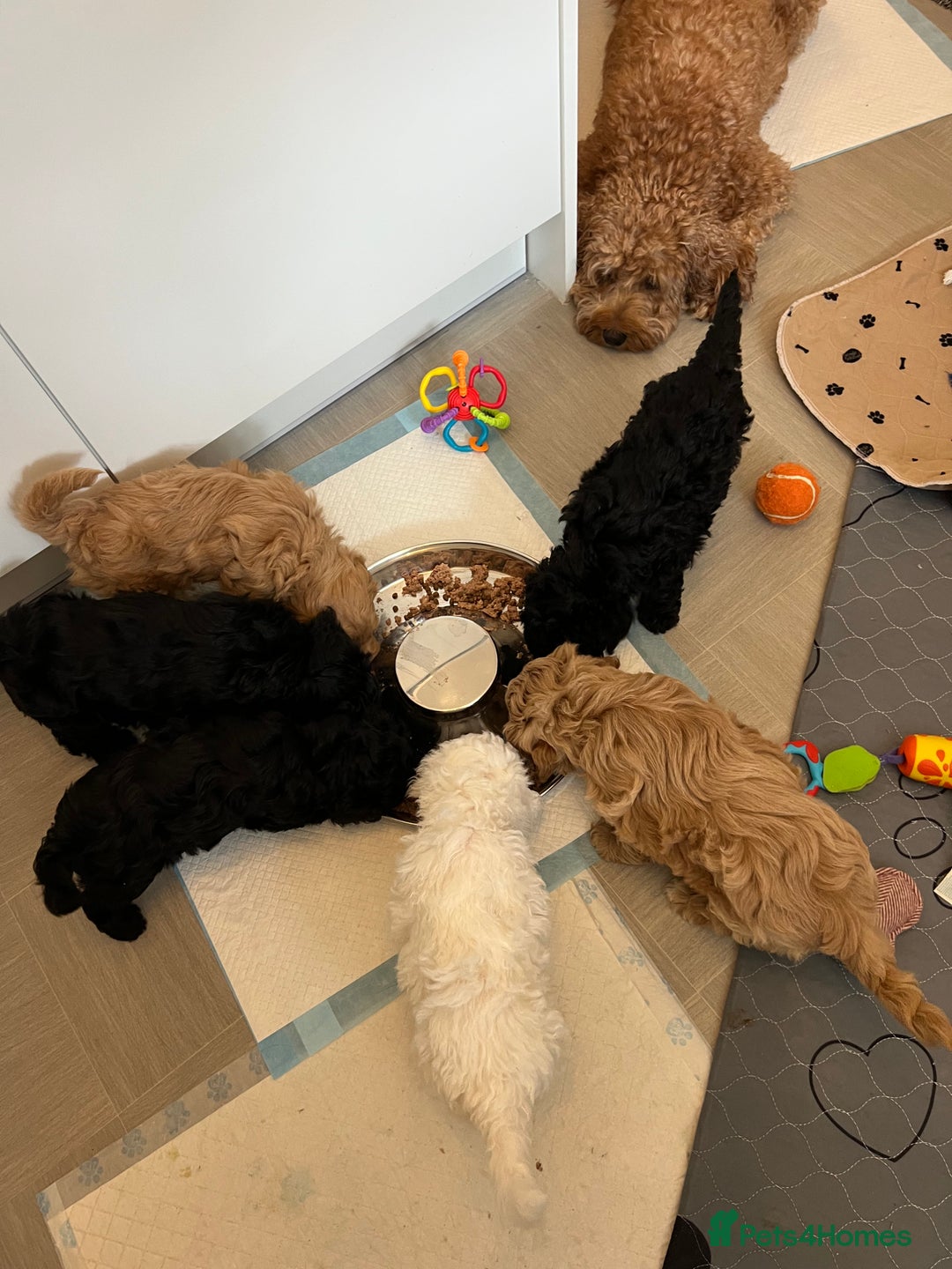 Cavapoo dogs for sale: LAST GIRL LOOKING FOR A FOREVER HOME 🏠  - Image 10