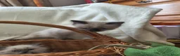 Ragdoll cats for sale: Perdolls  - Advert 29