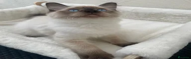 Ragdoll 1